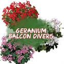 Afbeelding van Geranium Hang P12 Balcon Divers